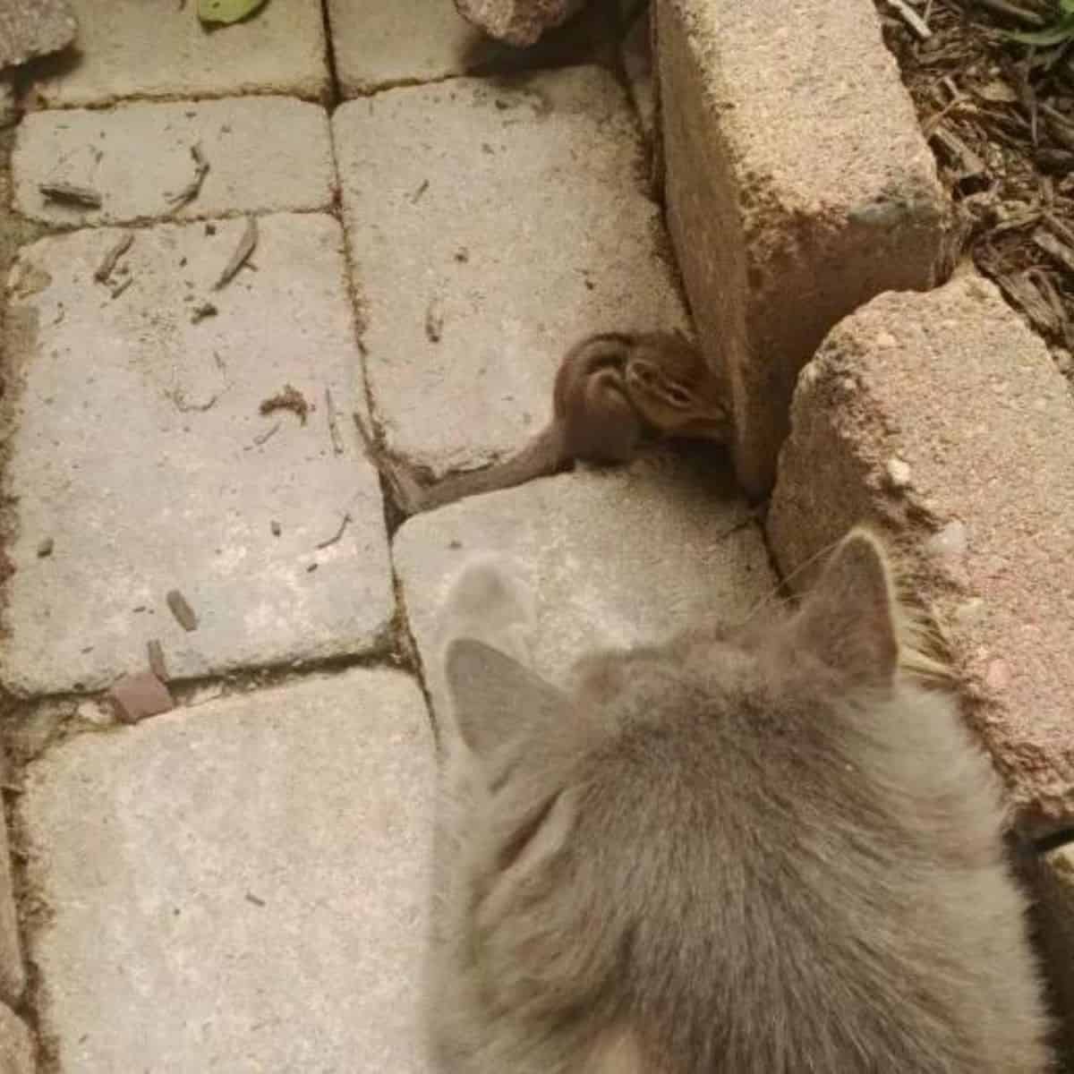 the cat sniffs the squirrel
