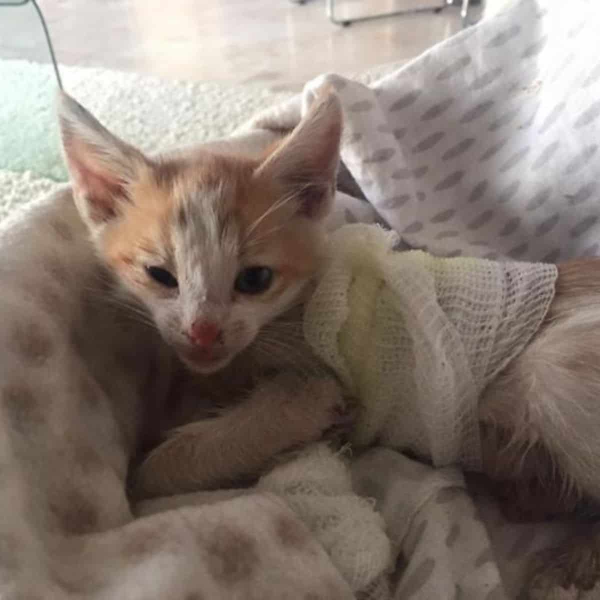 the injured kitten is lying on the blanket