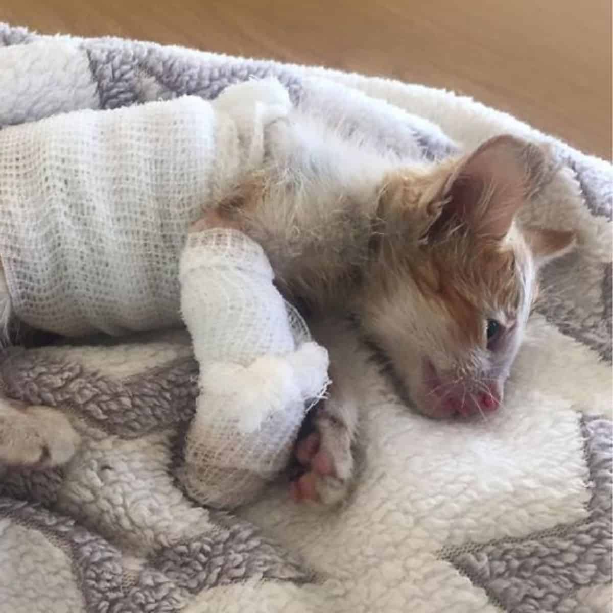 the injured kitten lies down
