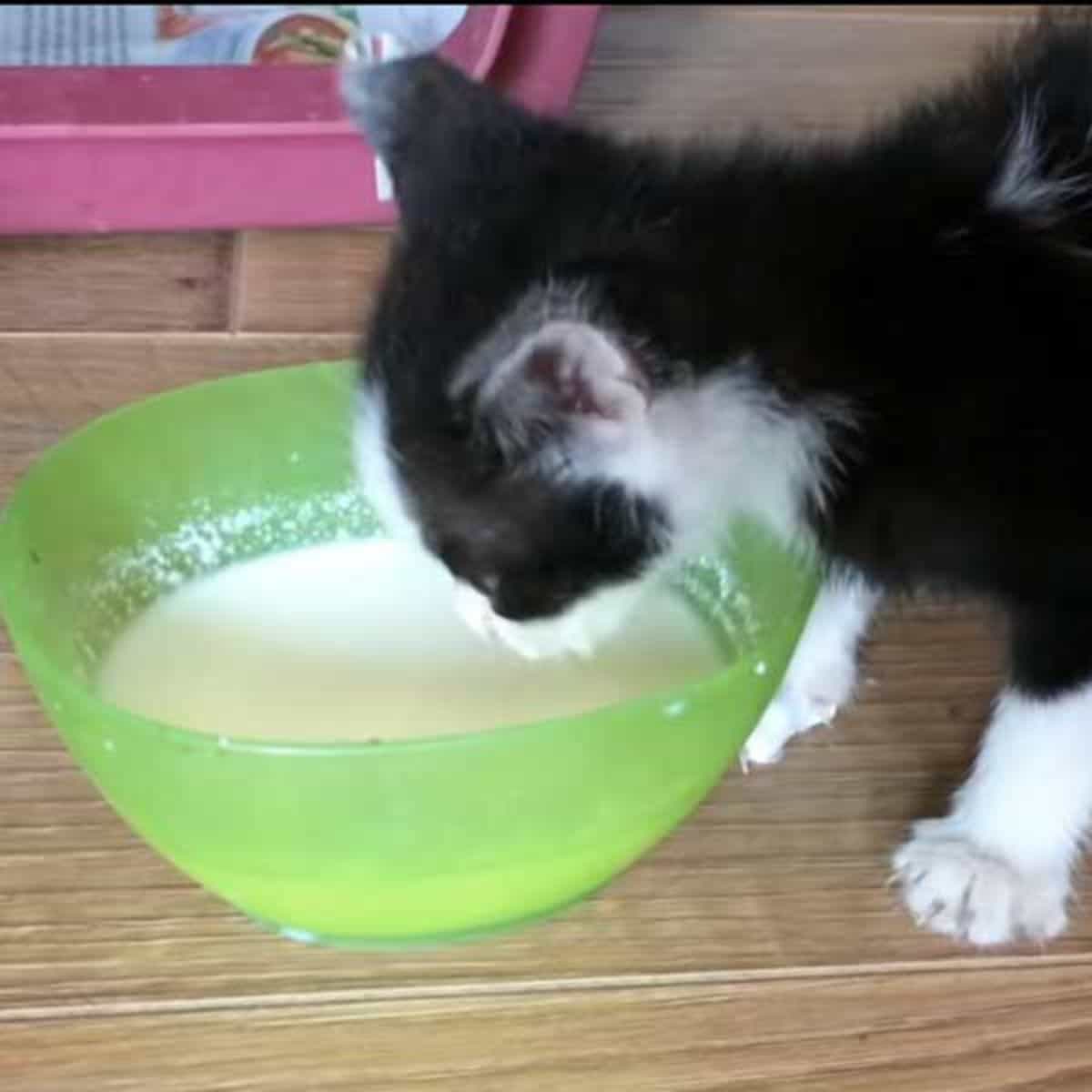 the kitten drinks milk from the bowl
