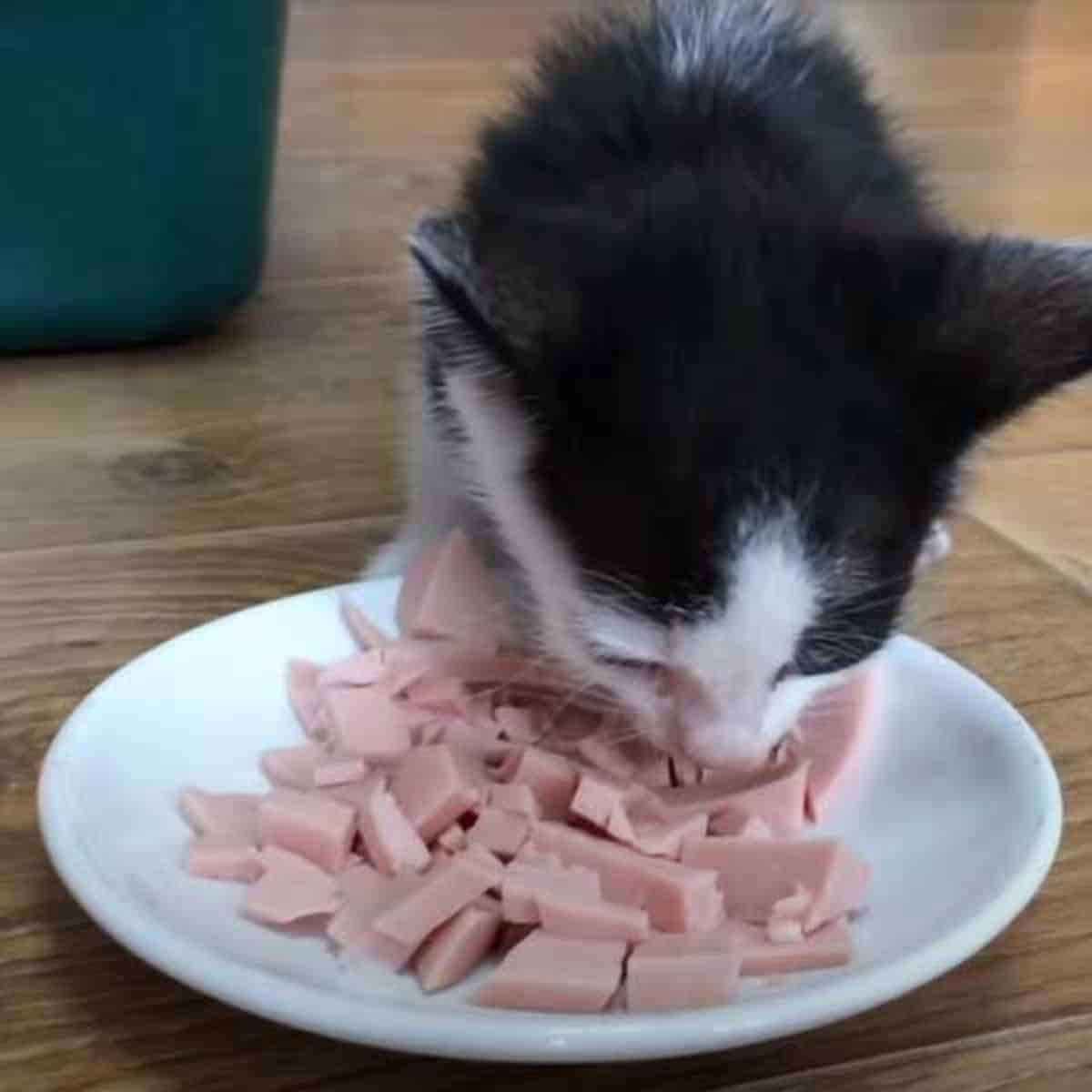 the kitten eats salami from the plate