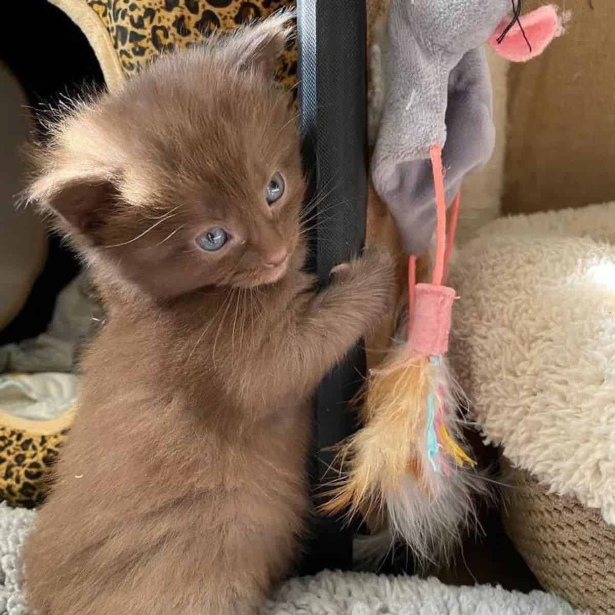 the kitten hugged the scratcher