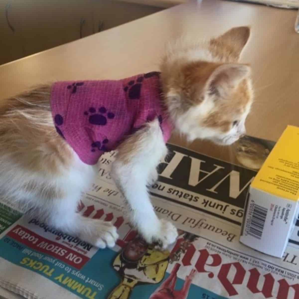 the kitten is on the newspaper