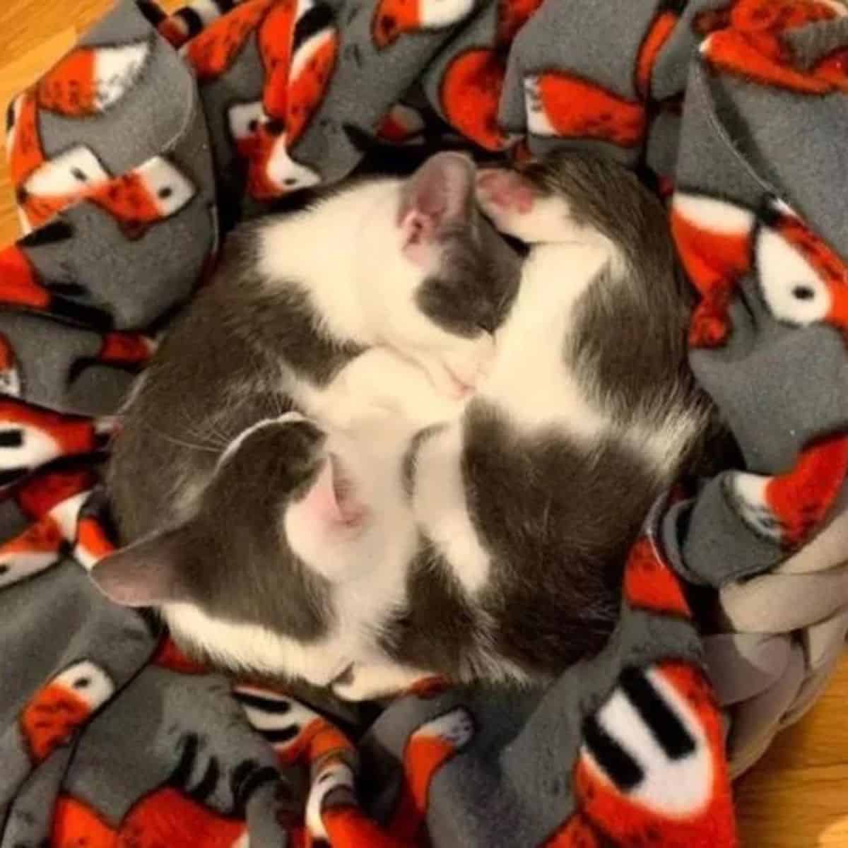 the kittens are lying next to each other on the blanket