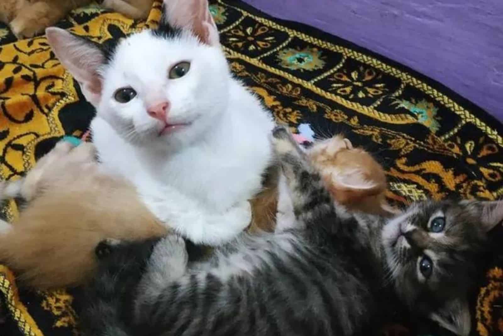 the orphan kitten plays with the other kittens
