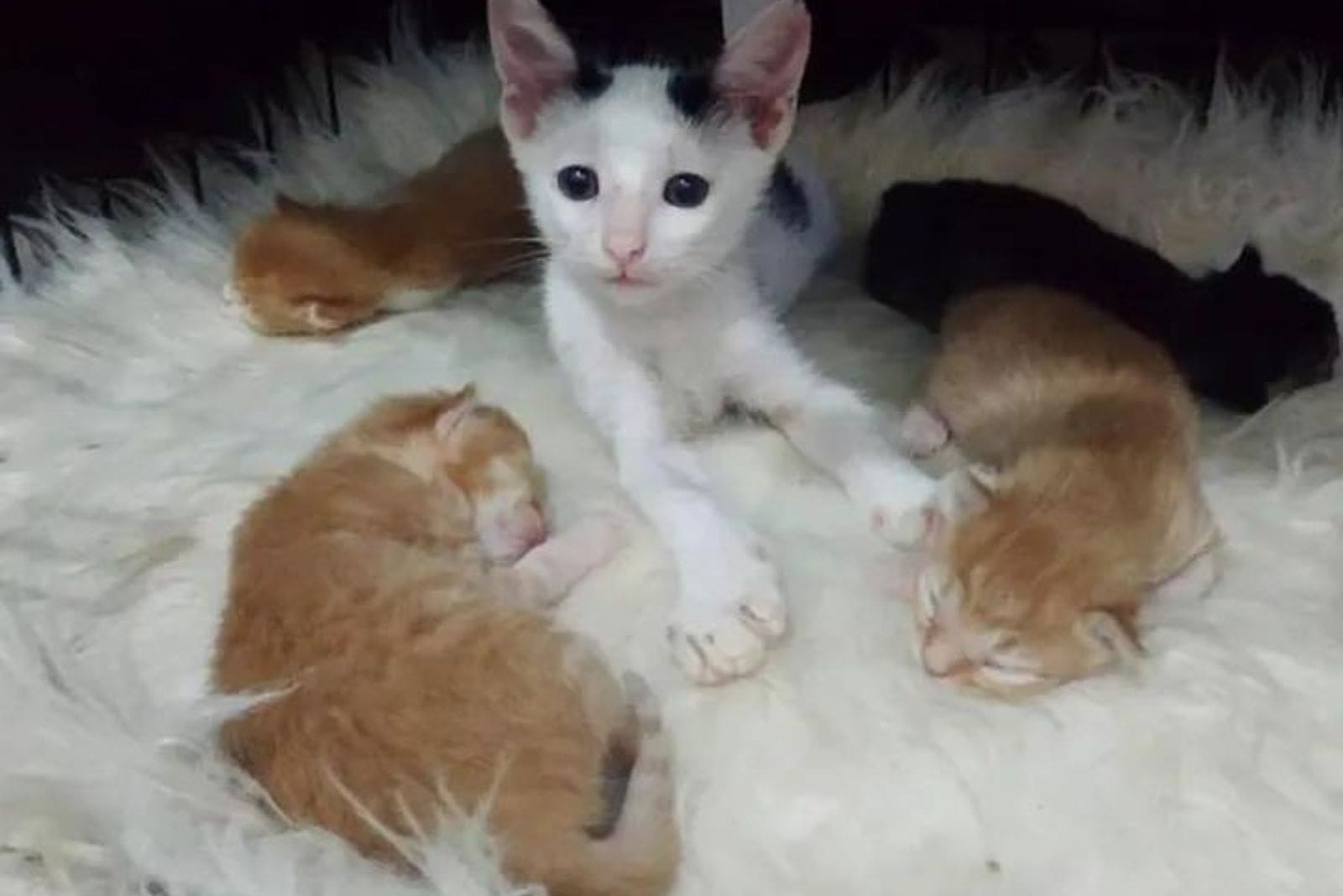 the orphaned kitten snuck in among the other kittens