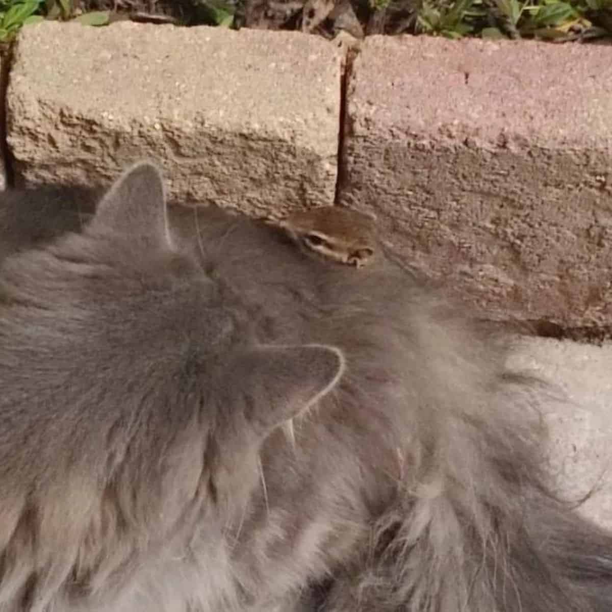 the squirrel hides behind the cat