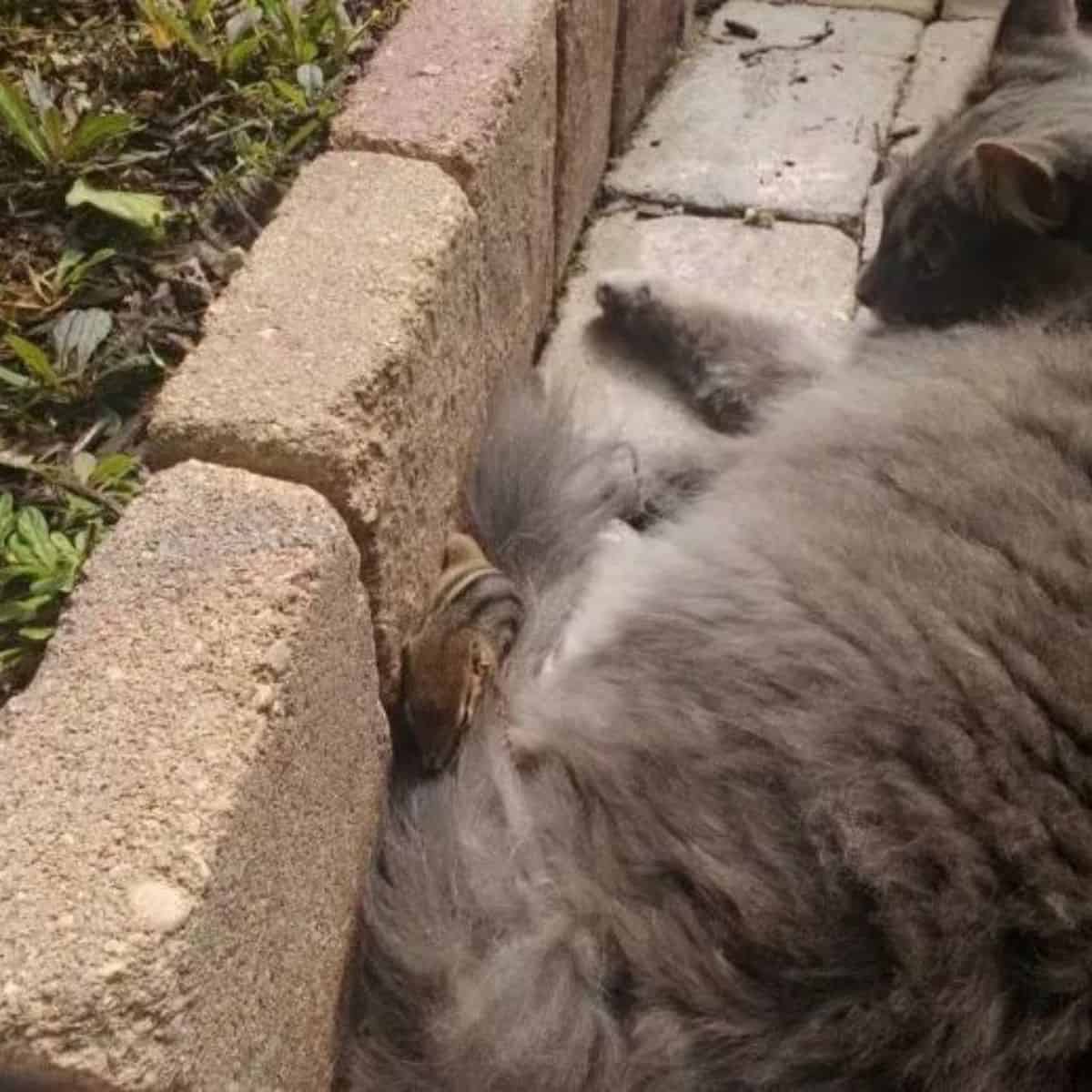 the squirrel sits by the sidewalk and next to the cat