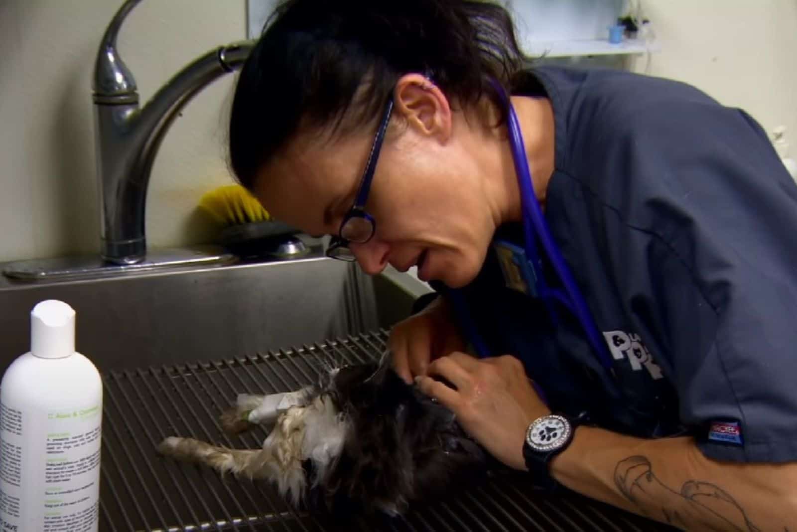the veterinarian examines the injured kitten