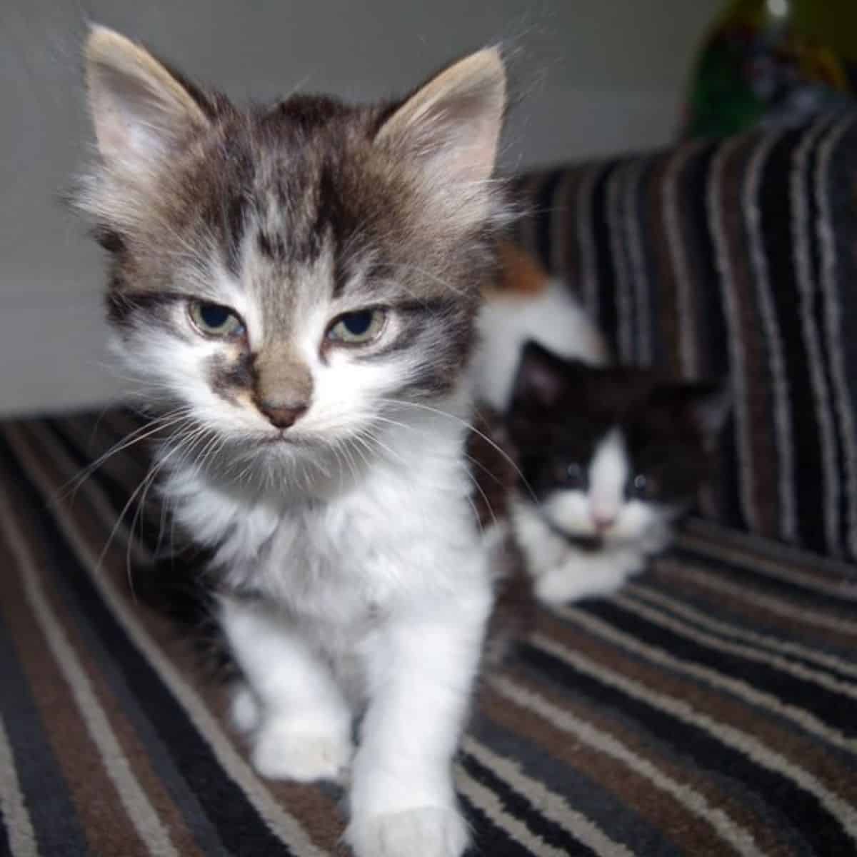 two angry kittens
