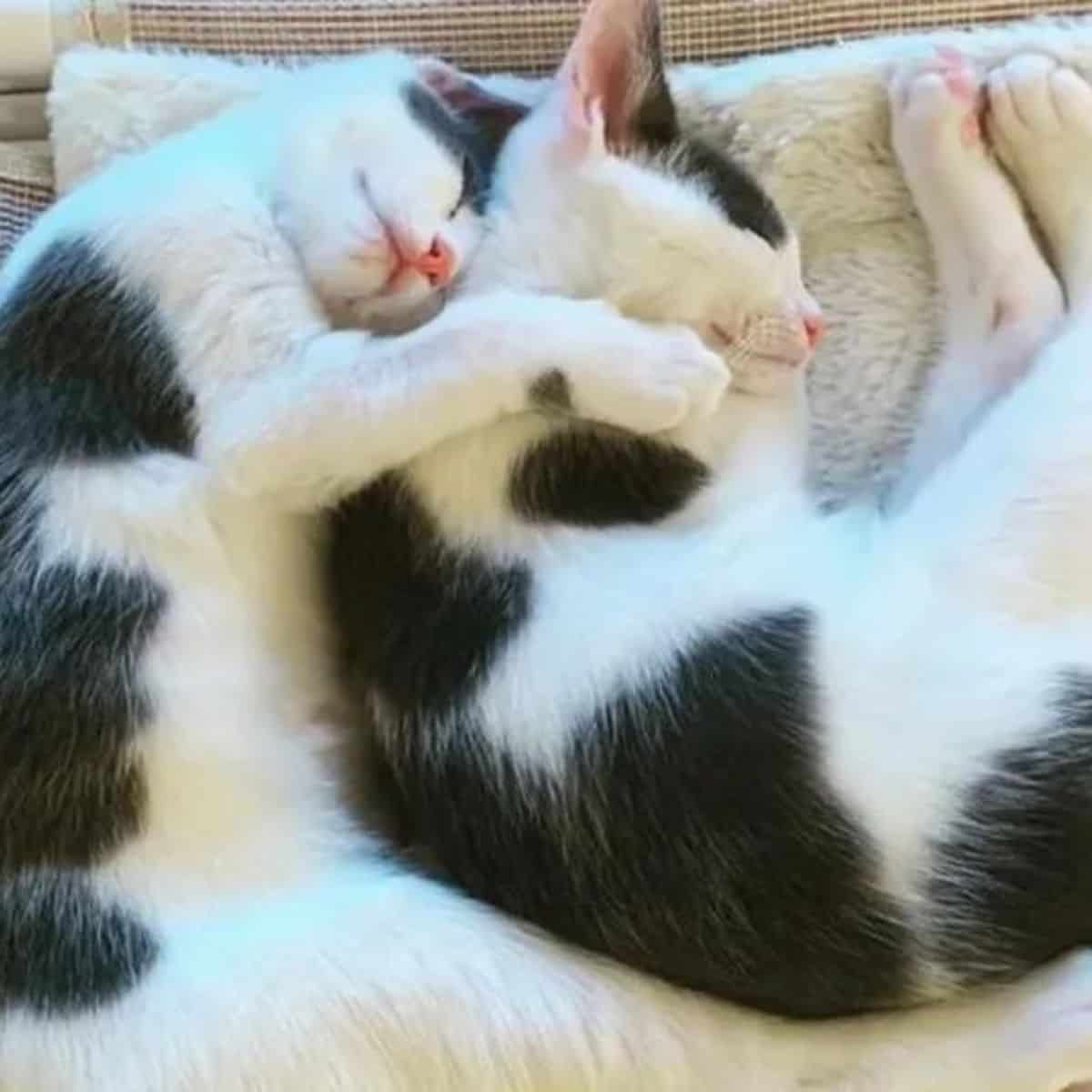 two cats are lying and sleeping in each other's arms