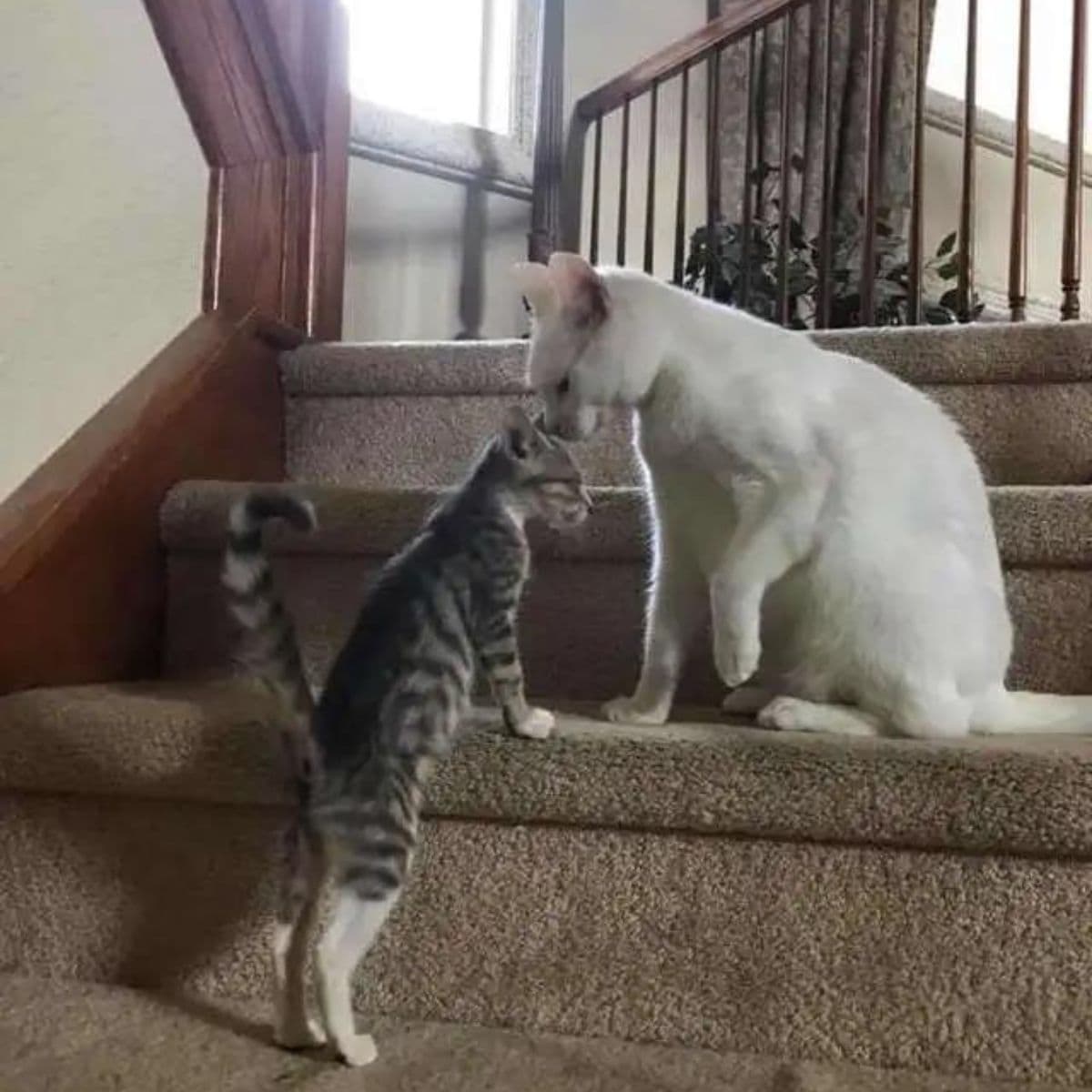 two cats are sniffing each other on the stairs