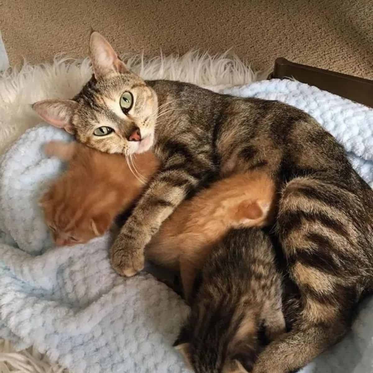 two cats hugging