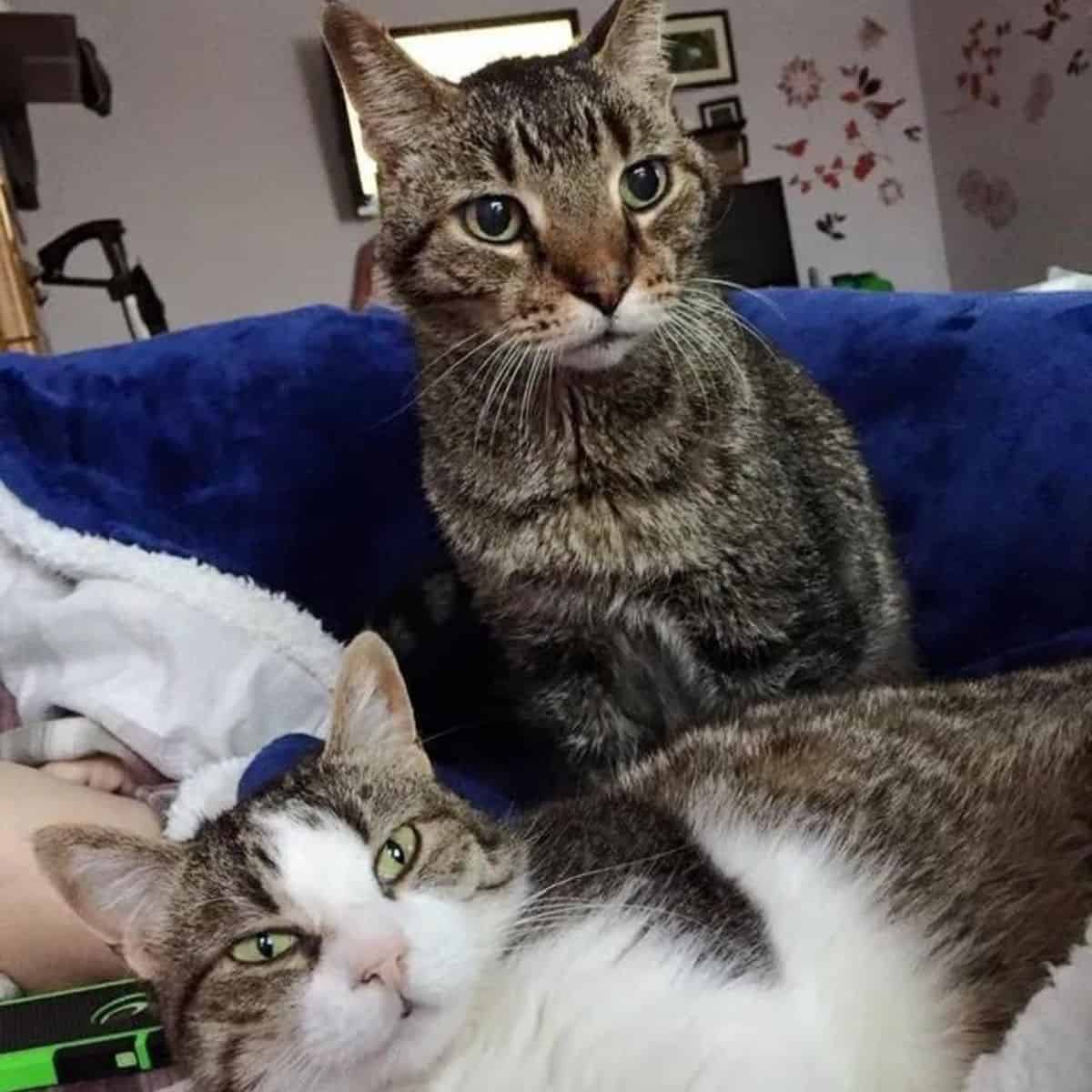 two cats sitting