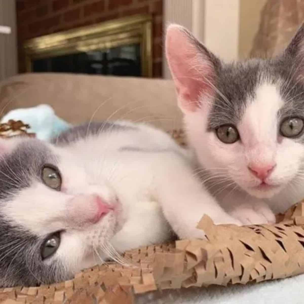 two cute kittens are lying down and looking at the camera