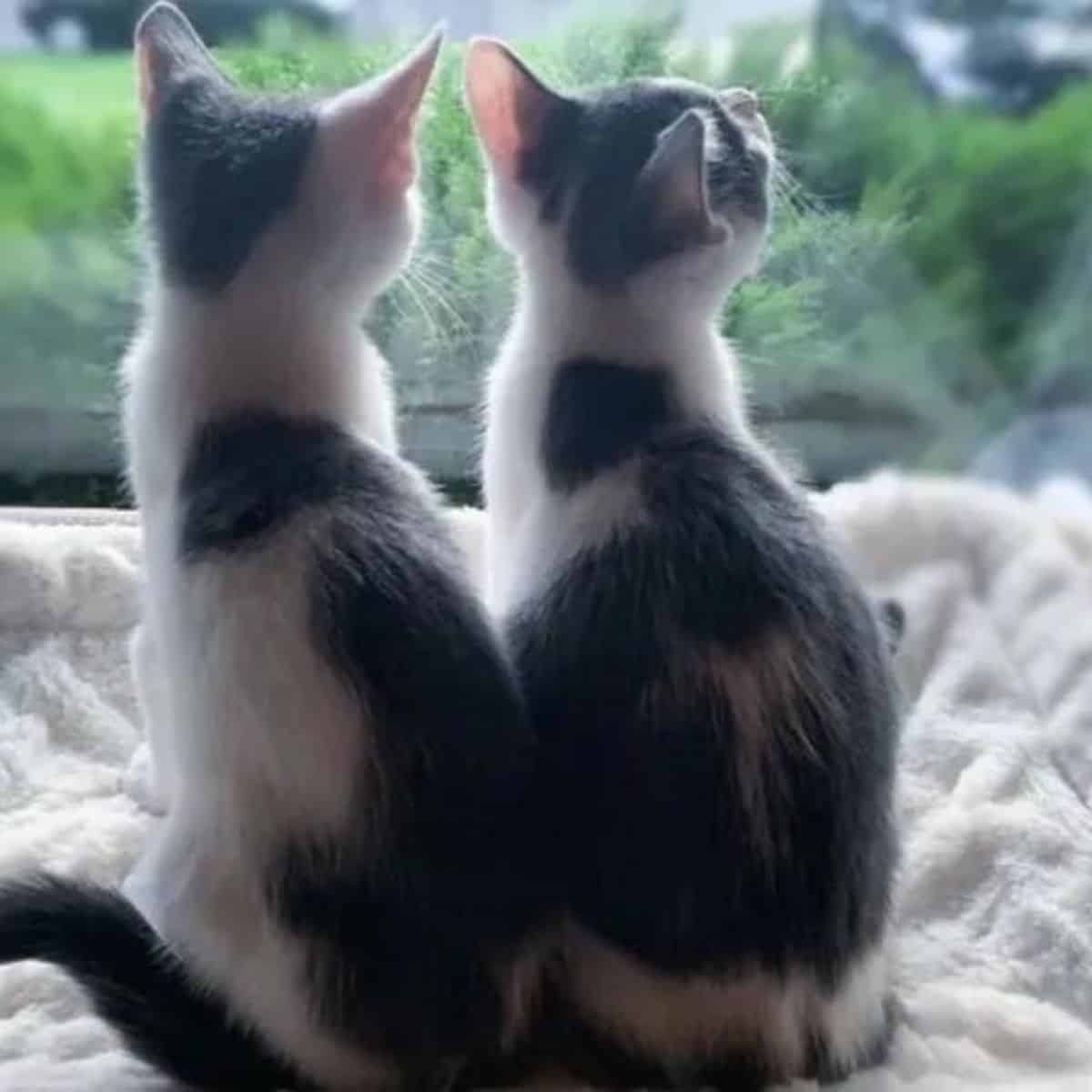 two cute kittens are sitting by the window