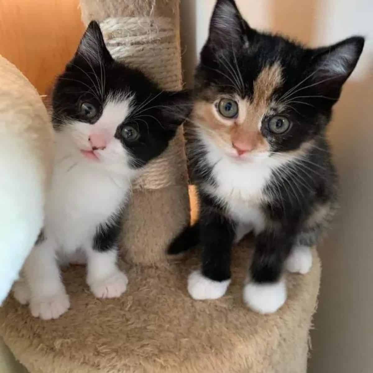 two stray kittens looking at the camera