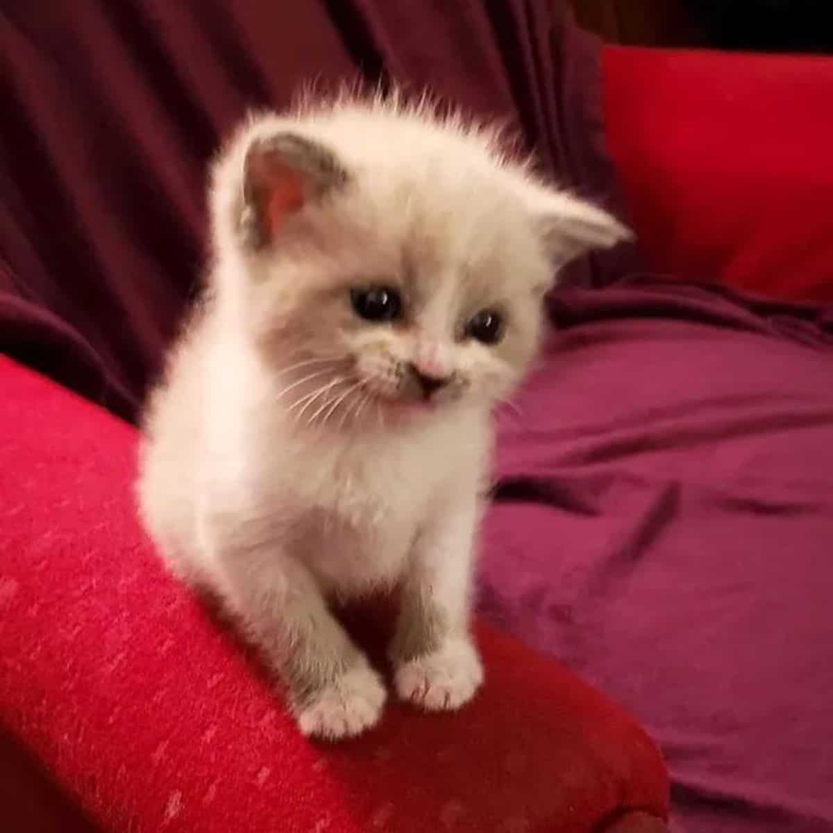 viral kitten named blossom