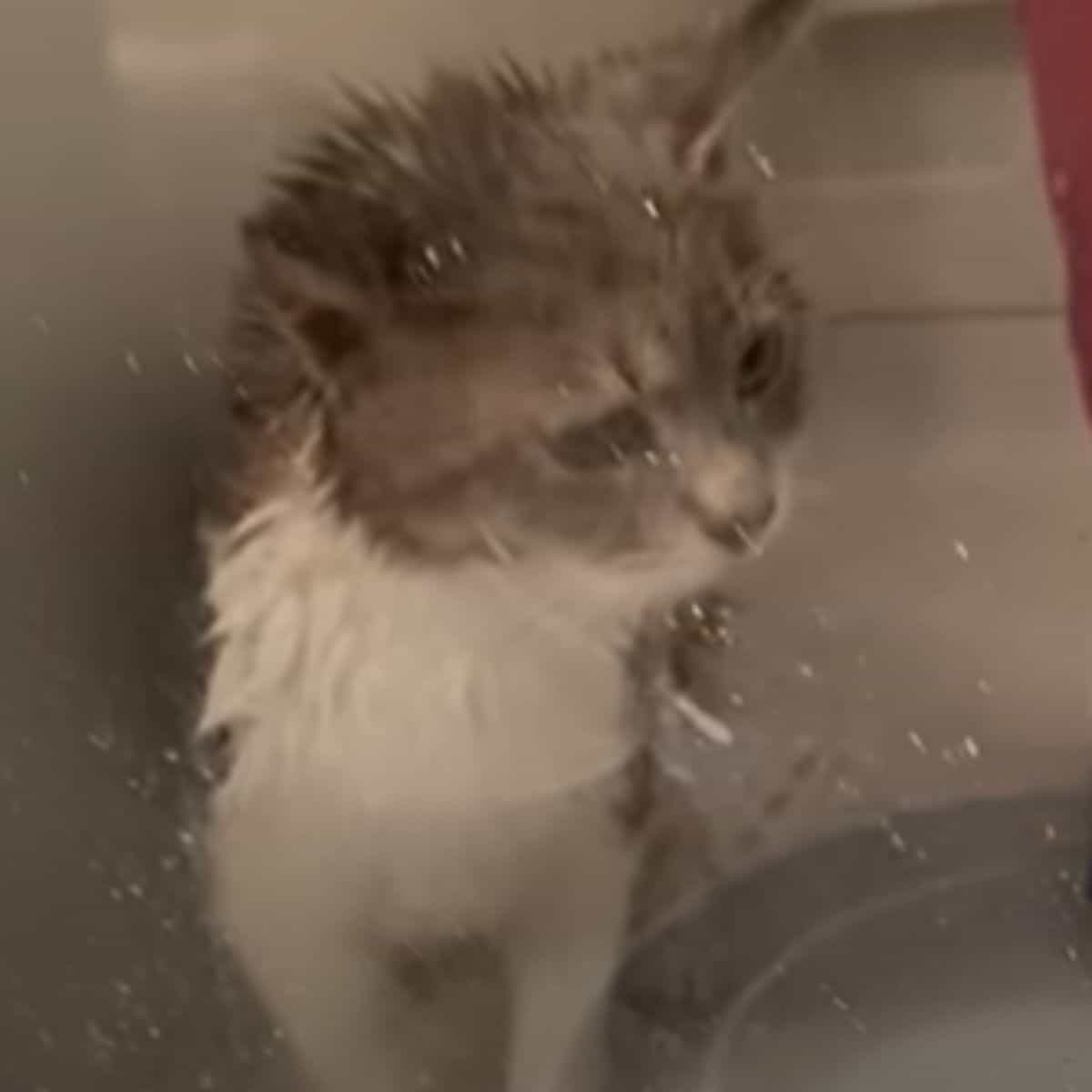 wet cat