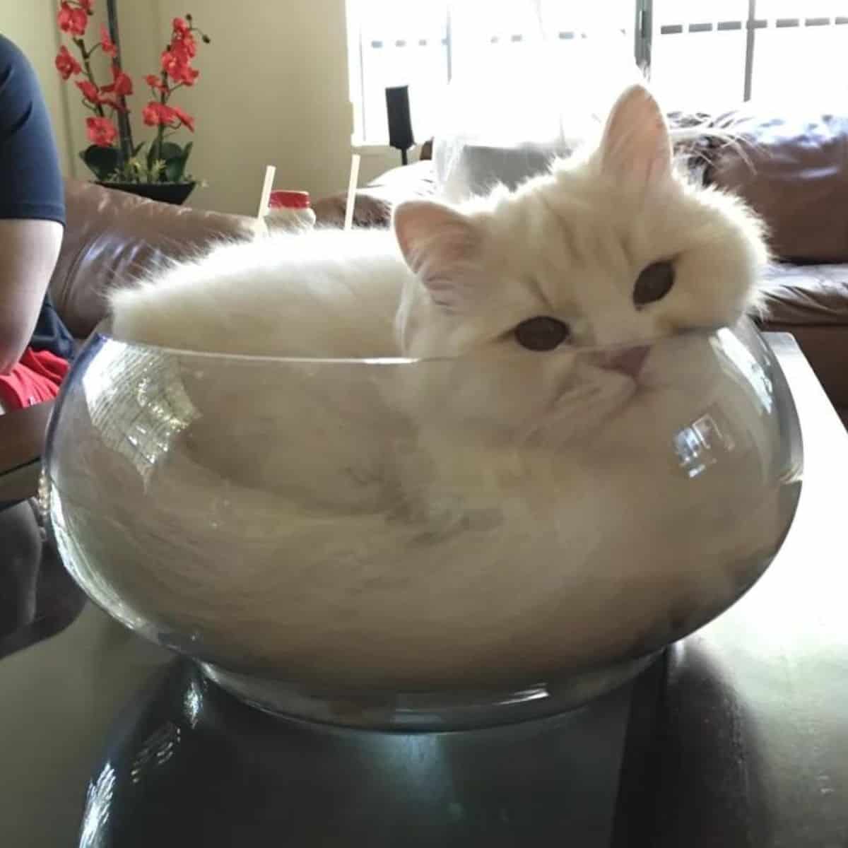 white cat lying down in a bowl