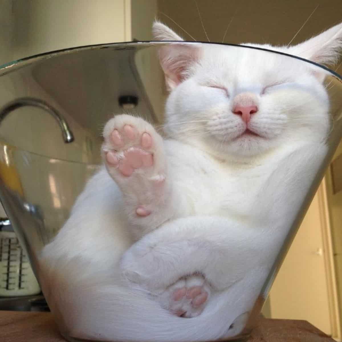 white cat sleeping in a glass bowl