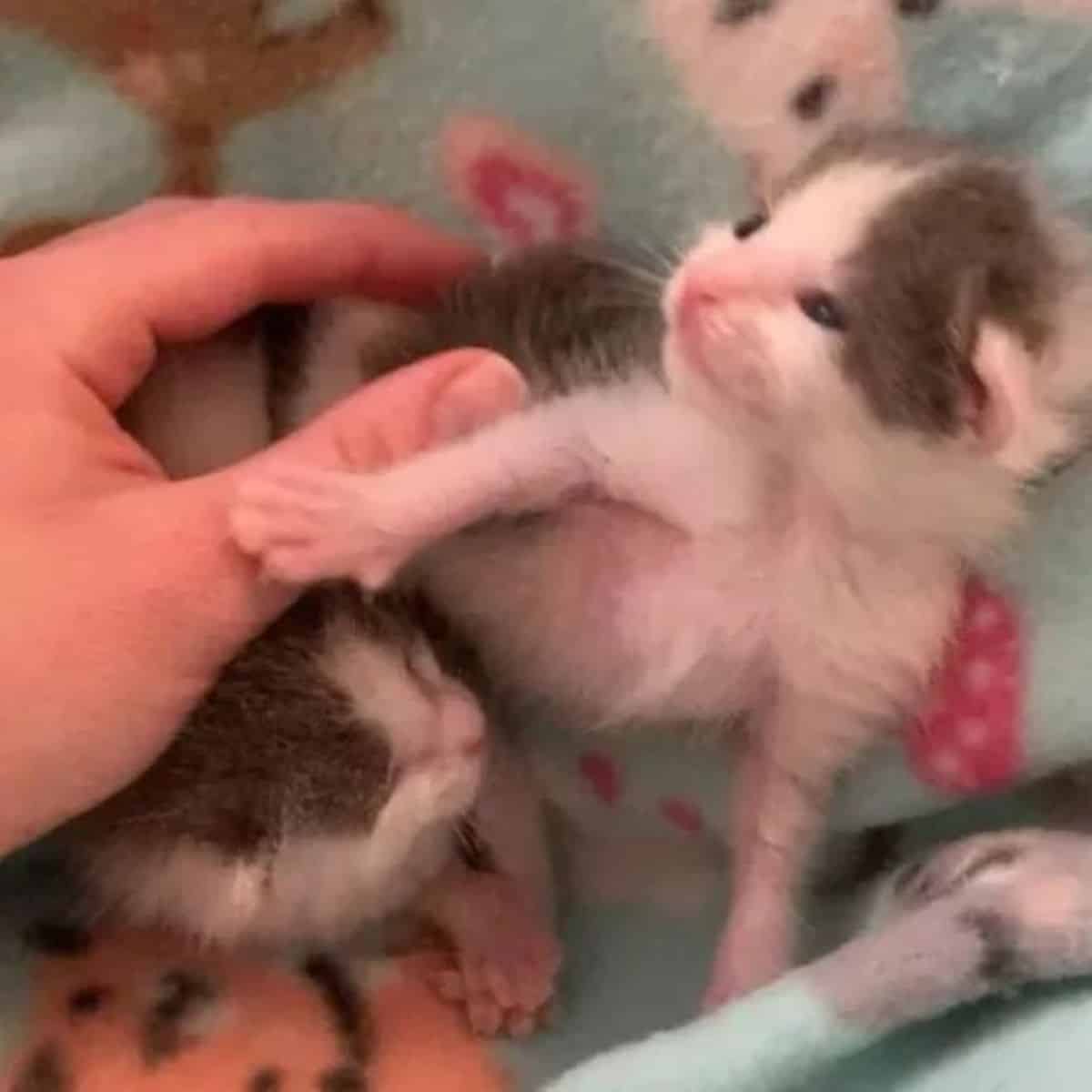 woman petting cute kittens
