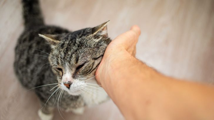 10 Reasons To Adopt A Senior Cat