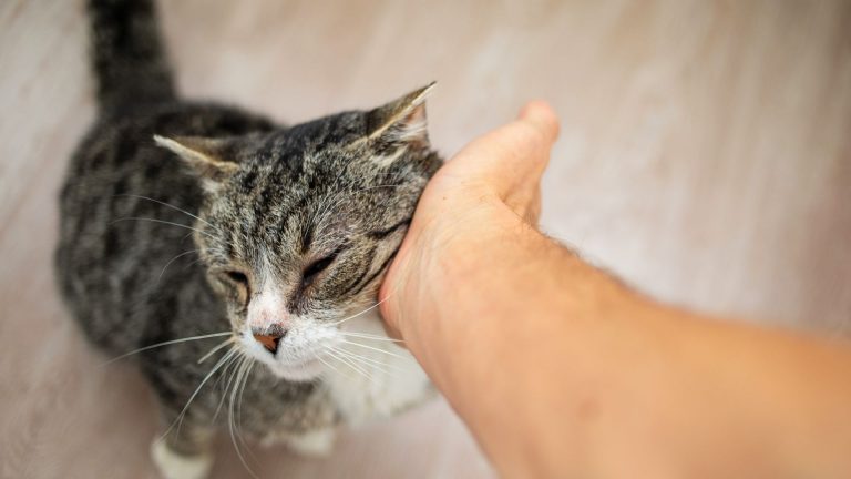 reasons for adopting an older cat