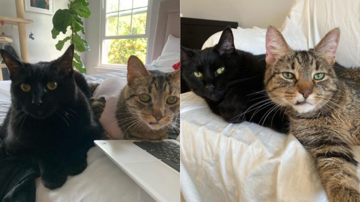 10-Year-Old Inseparable Cats Find Their Dream Home Together