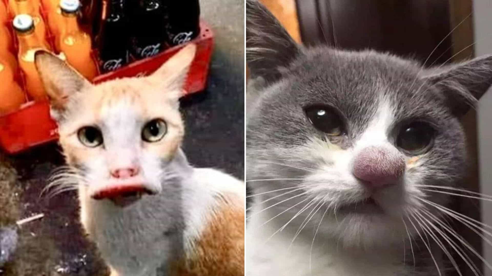 swollen cats stung by bees