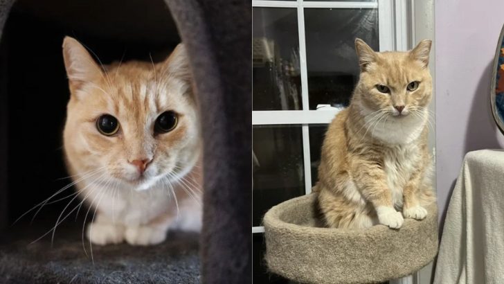 Poor Cat Ends Up At The Shelter After His Owner Passed Away