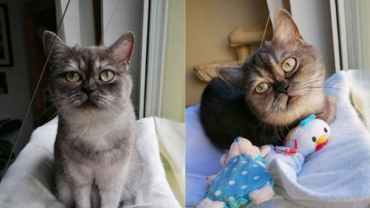 After Months Of Waiting, Grumpy Cat Finally Finds Forever Home
