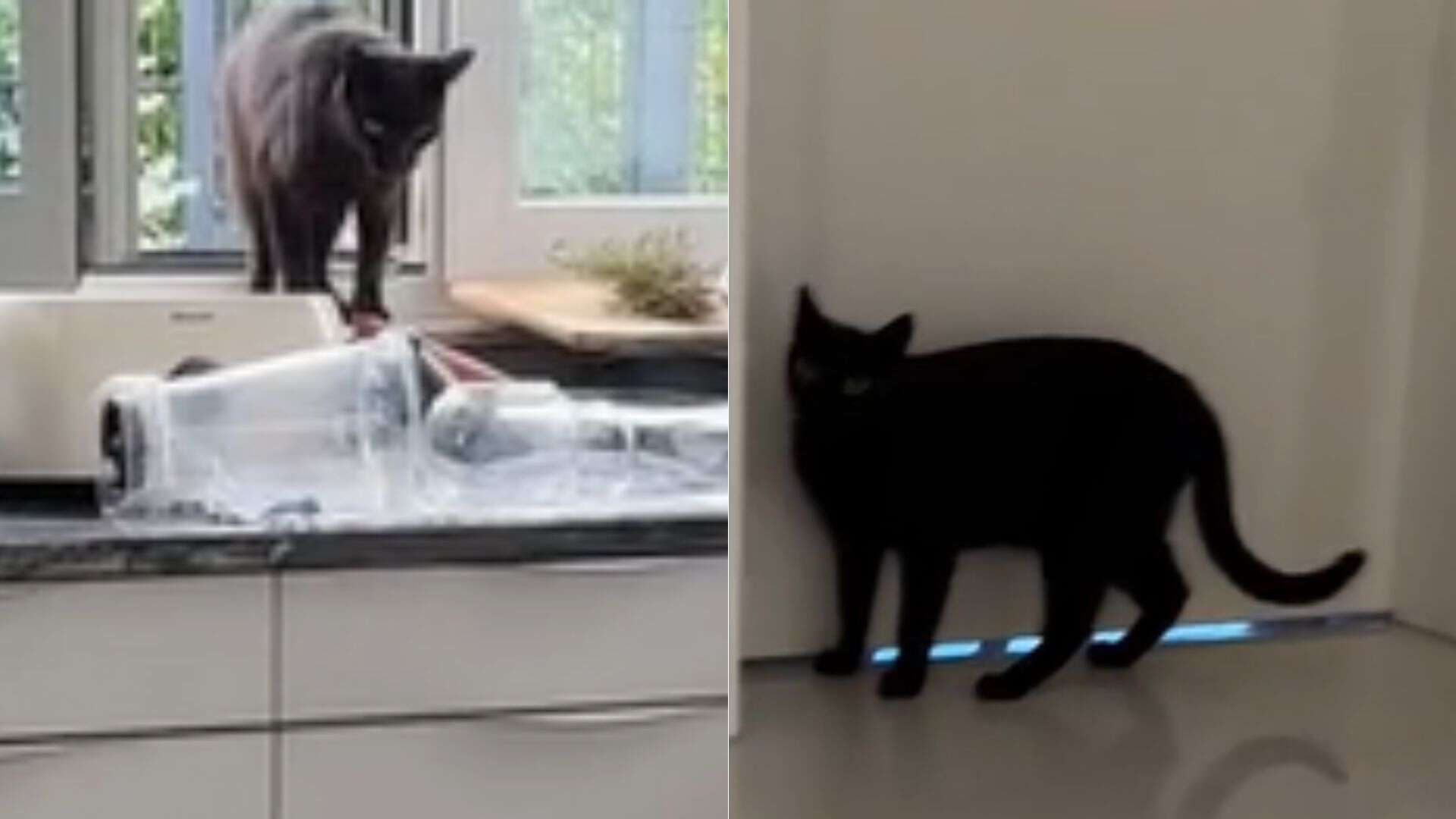 black cat entering a home