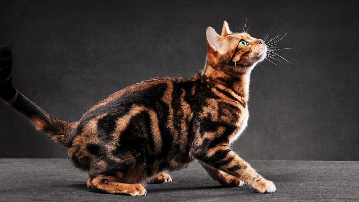 Do Cats Always Land On Their Feet? Find Out Here!