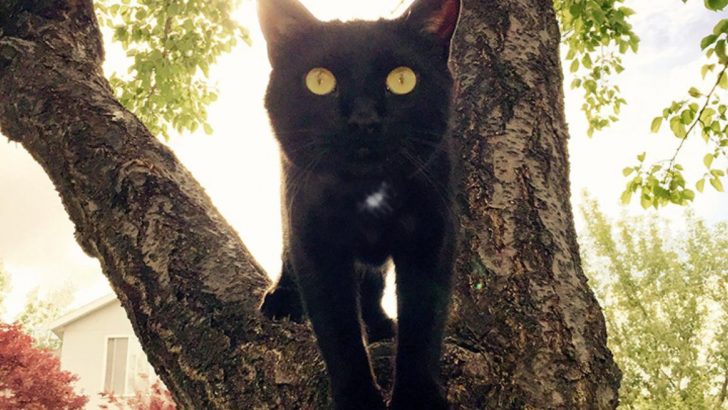 This Black Cat Helps His Family Heal After Unimaginable Loss