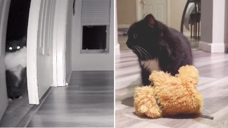 Cat Caught Stealing Girl’s Toys Becomes An Internet Sensation