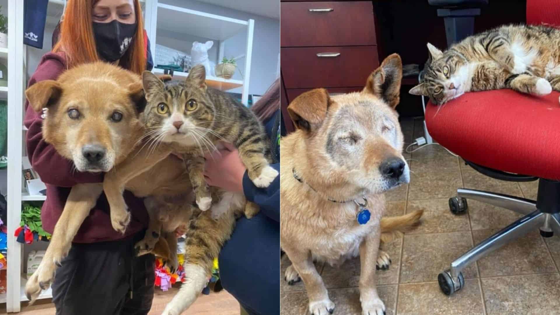 Cat Befriends A Blind Dog