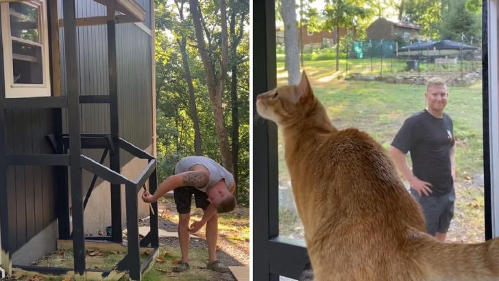 Cat Dad Builds A Dream Catio For His Feline Friends