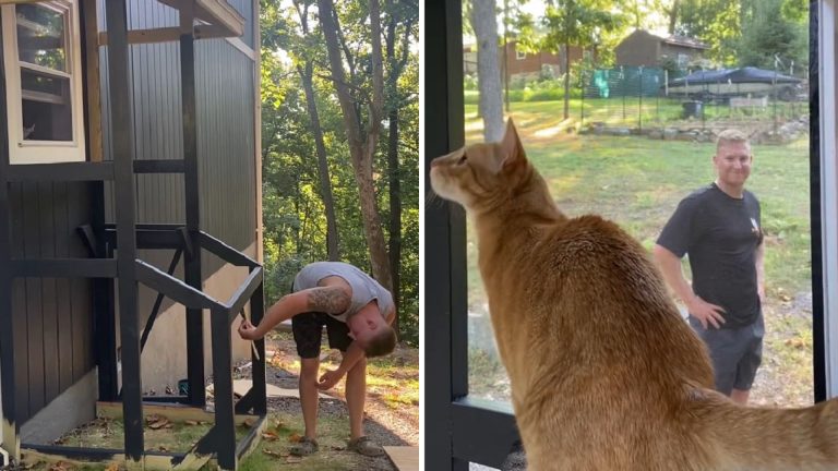 cat dad building a catio