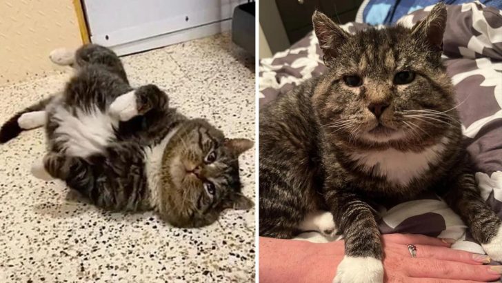 Cat Happily Rolls Around In Front Of People Who Adopted Him After Years Of Wandering Outside