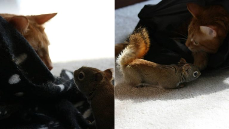 Cat Is Super Gentle With His Squirrel Bro