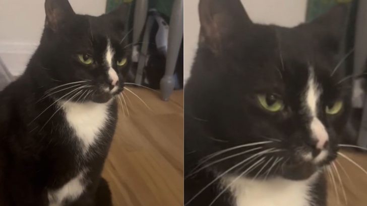 Cat Mom Claims Her Kitty ‘Meows In A Lowercase’ And Shares An Adorable Video