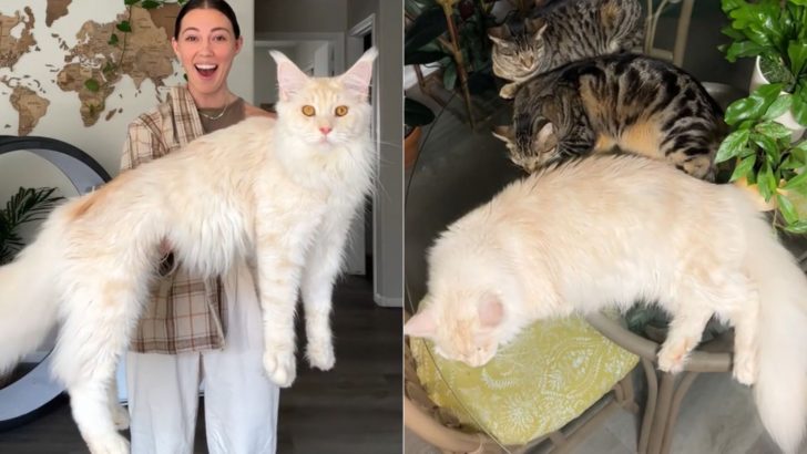 Cat Mom Compares The Size Of Her Maine Coon To Other Cats And The Difference Is Unbelievable