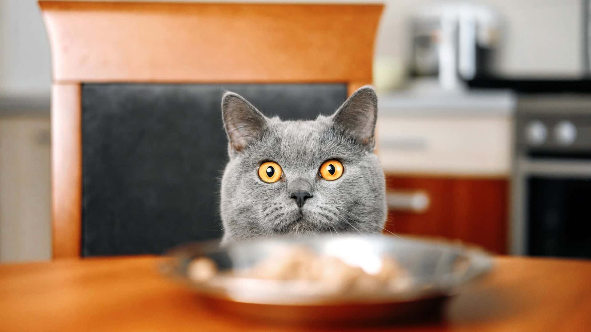 cat looking at food on table