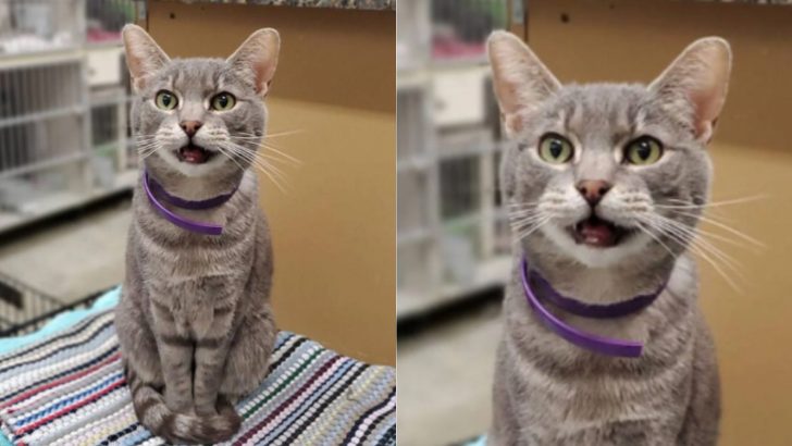 Cat Spent 9 Years In Shelter Until His Smiling Picture Won Everyone’s Hearts