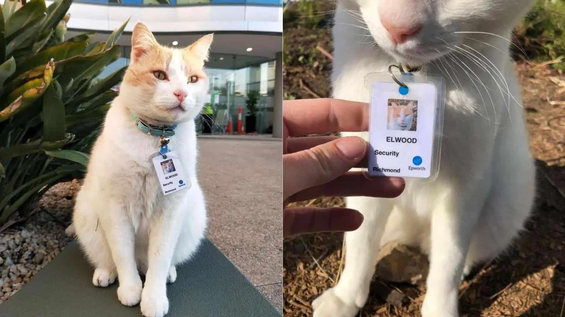 cat sitting near hospital