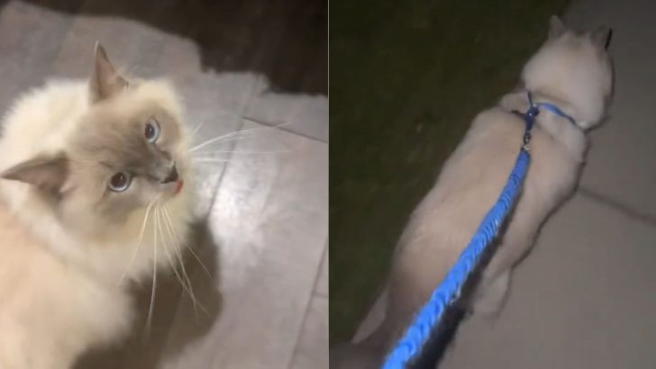 Cat’s Excitement Over A Late-Night Walk Is The Cutest Thing You’ll See Today