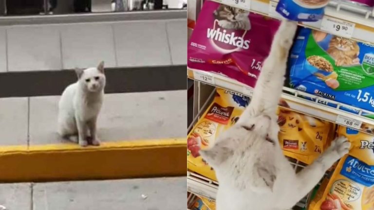 cat and cat food on a shelf