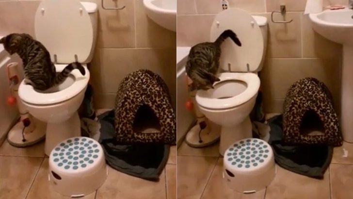 Woman Shocked To Find Her Cat Skipping The Litter Box And Using The Toilet Like A Pro