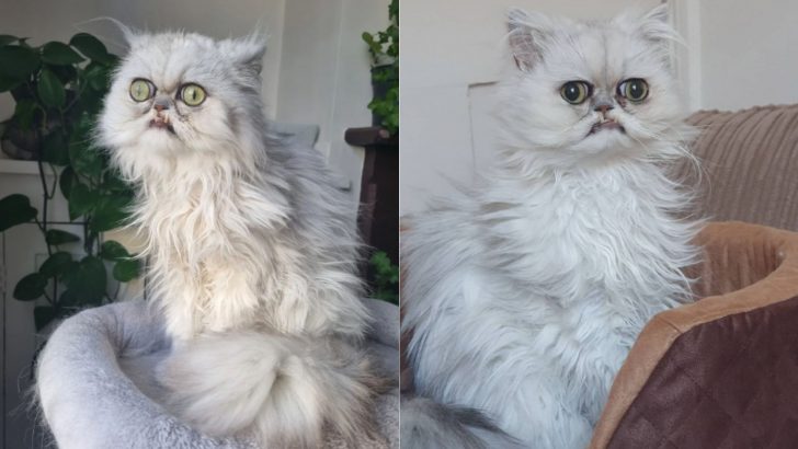 Wilfred Warrior, The Unique-Looking Cat, Captures Everyone’s Heart